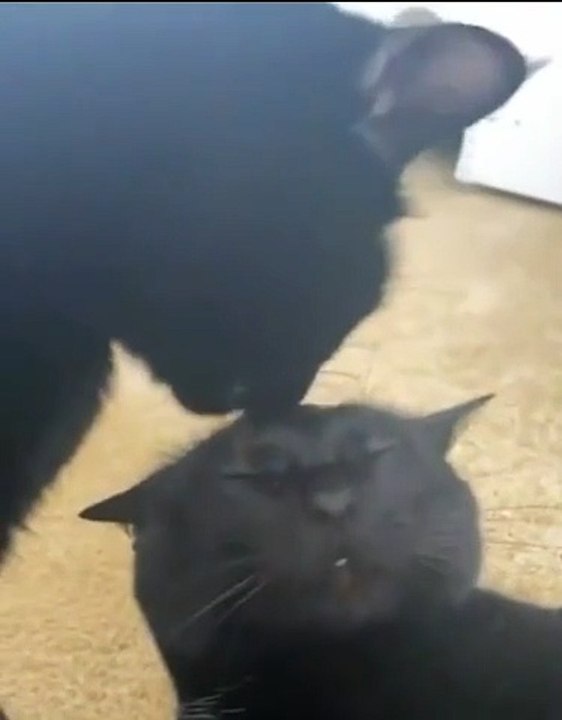 Cat And His Sibling Love