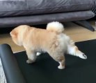 Furry Fun: Hilarious Animal Antics Warm Exercise