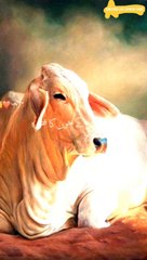 Qurbani Eid ul adha #viral #shorts #trending