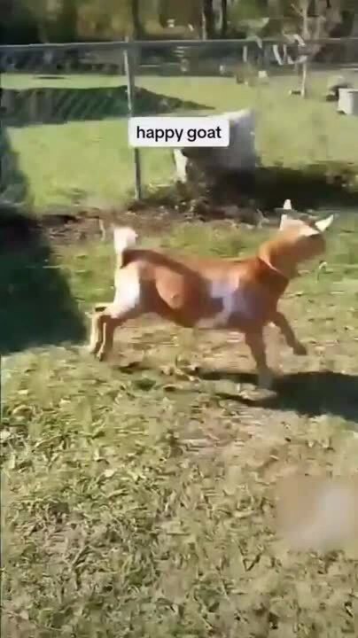 Goat Enjoys His Freedom From Chains