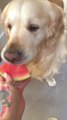 Dog Steals Watermelon Being Fed to Golden Retriever