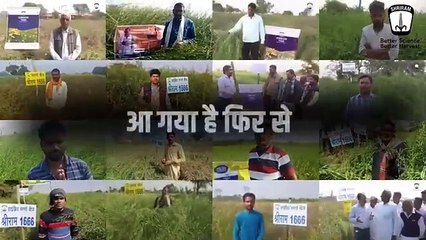 Rajasthan's Preferred Mustard Seeds: Shriram 1666