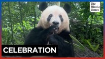 Japan-born giant panda Xiang Xiang celebrates birthday in China