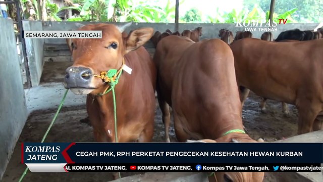 Cegah PMK, RPH Perketat Pengecekan Kesehatan Hewan Kurban