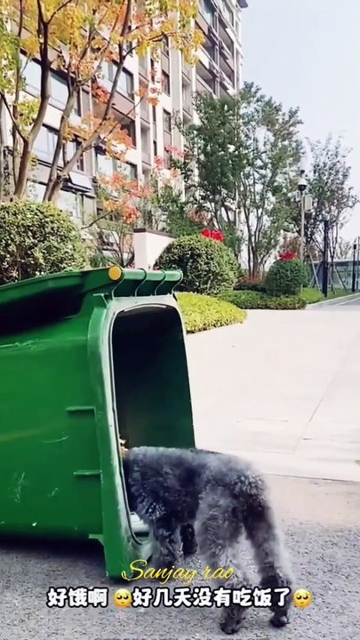 comedy reels video shortsvideo  popular Dailymotion fact viral reels