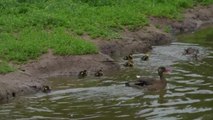 Black-Winged Stilt Attacks Ducks at Zoo