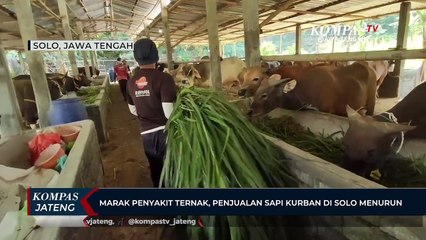 Marak Penyakit Ternak, Penjualan Sapi Kurban di Solo Menurun