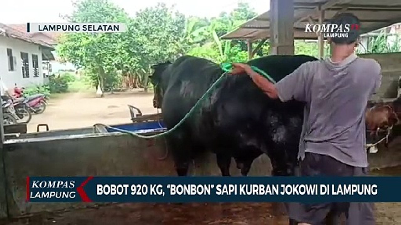 Bobot 920 Kg, Bonbon Sapi Kurban Presiden Jokowi di Lampung