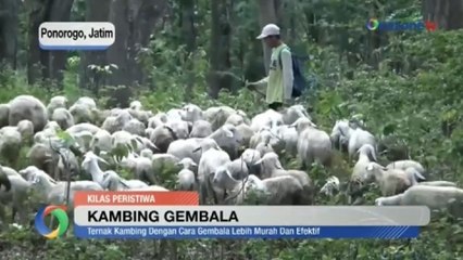 Lebih Murah dan Efektif, Ternak Kambing dengan Cara Digembala