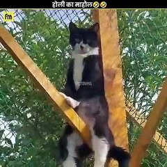 होली_का_माहौल___#shorts_#youtubeshorts(480p)