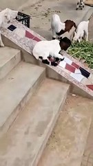 Goats playing on stairs