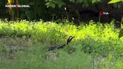 Hatay'da iki yılanın 'dansı' kamerada: İşte o çiftleşme ritüeli