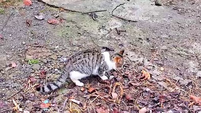A male stray cat eats food #streetcats #hungrycats #catvideos