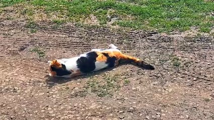 A cute, beautiful street cat is resting on the street  #cutecats #streetcats