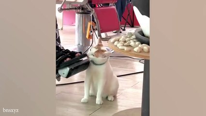 Funniest Cats And Dogs Videos  Hilarious Animals