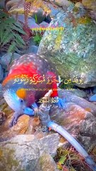 Beautufull tilawat.e. Quran and bird vedio
