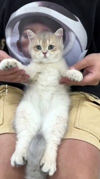 Dancer Cat #cat #cats #catshorts #catvideos #catlover #catlovers #catsofinstagram #usa #usacat