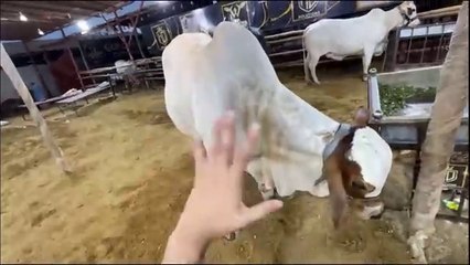 Cow Mandi pohanch gaye - 1 Cow pe dil agaya Mera.