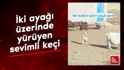 İki ayağı üzerinde yürüyen sevimli keçi