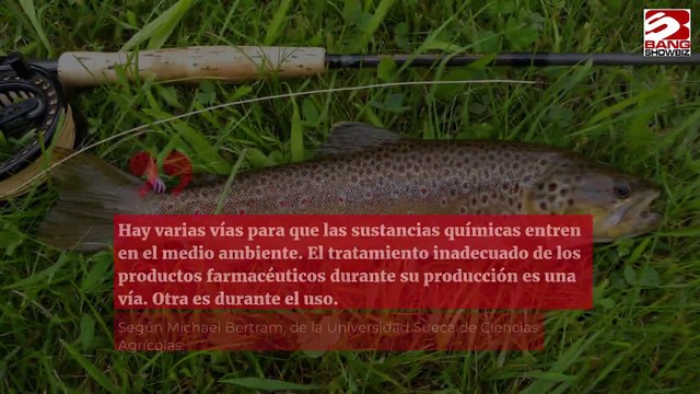 Las truchas se drogan en el mar