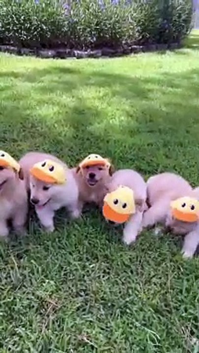 Small Puppies