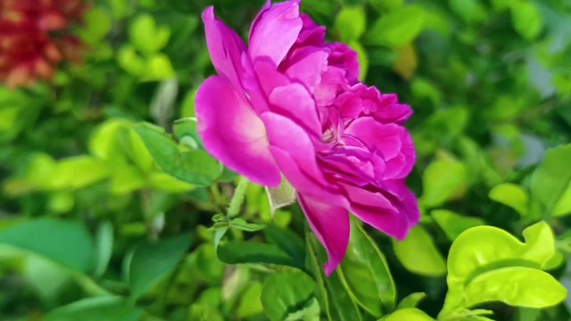 Surah Rahman EP. 0002 | The Beneficent #سورة_يس | Mind Relaxing Quran Recitation // Zikrullah Cinema