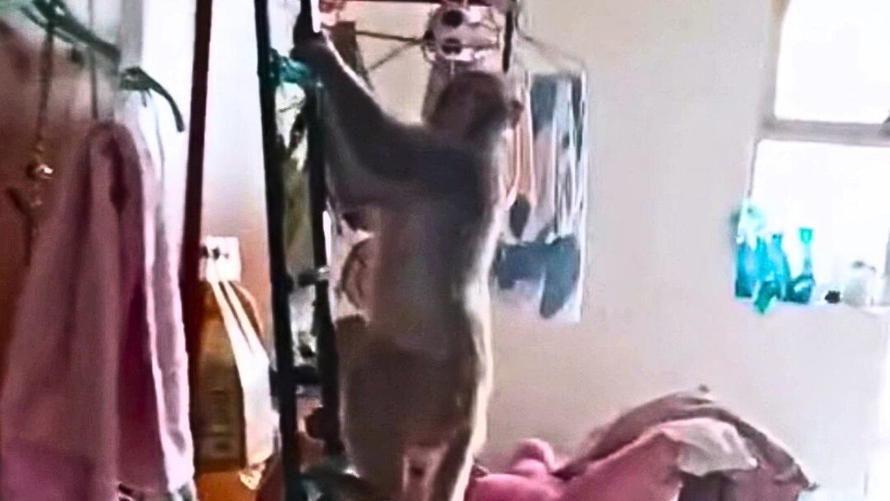 College-studenten erschrecken, als ein affe in ein wohnheim einbricht
