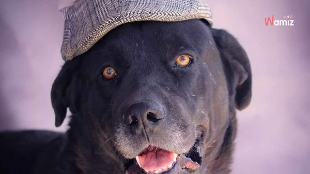 Trouvé dans un état déplorable, ce chien attend depuis plus d'un an qu'une famille vienne le chercher au refuge