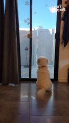 Schnauzer Door Dash! Dad's Home & The Tail Wags Take Over