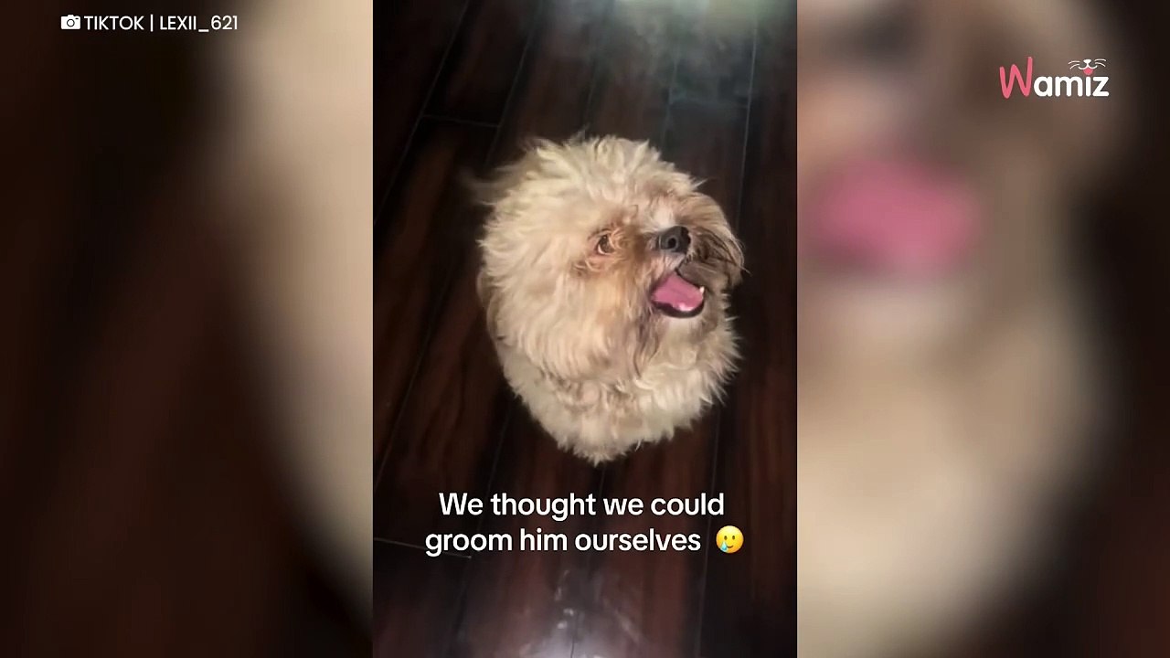 Elle décide de toiletter son chien elle-même : cette « bonne idée »  fait hurler de rire 4,6M de personnes (vidéo)