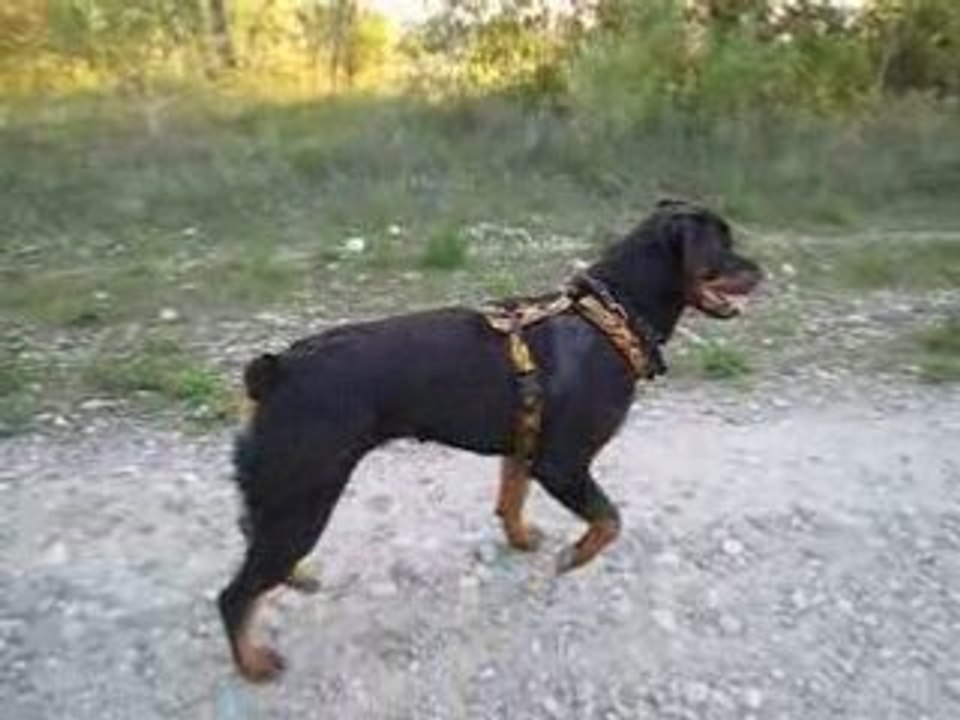 Toska et Chiara en balade 2