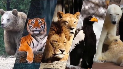 10 Fastest Animals on Earth