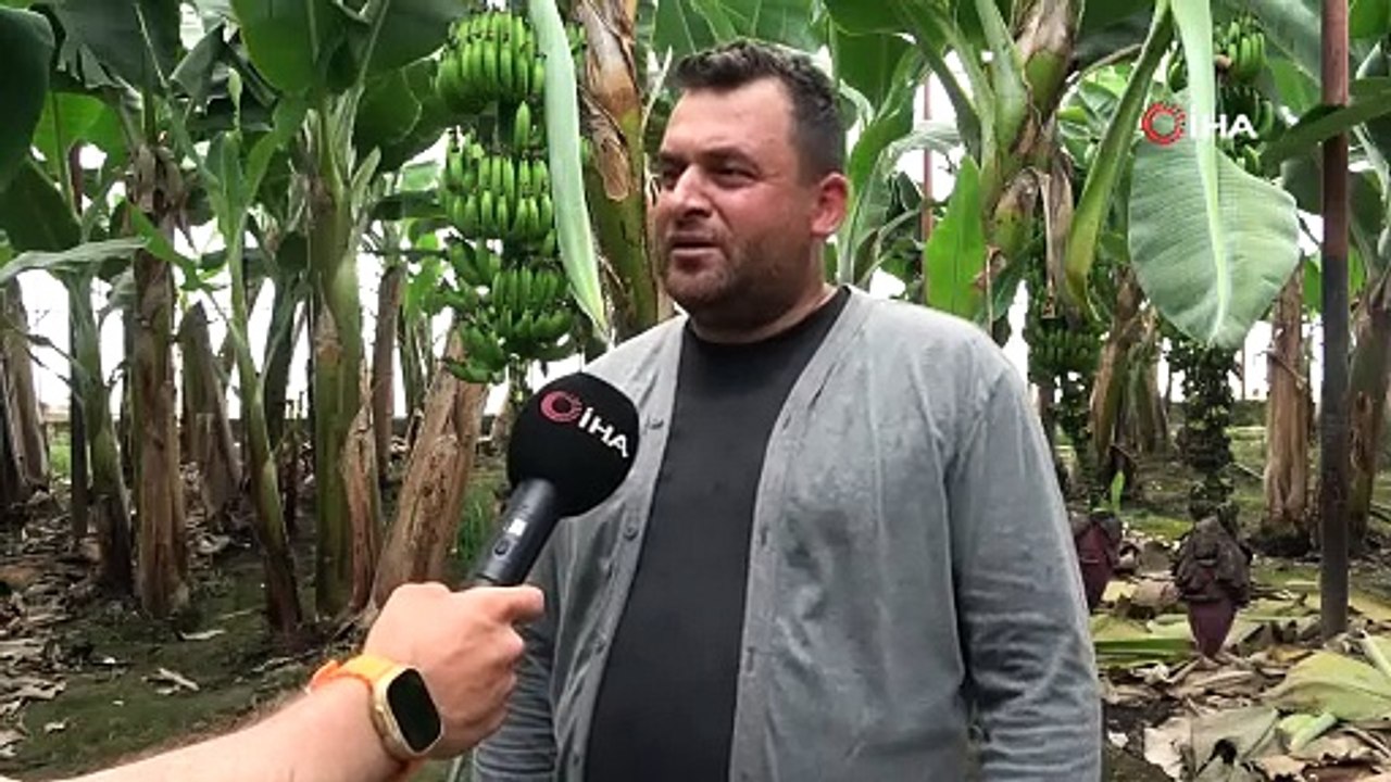 Hatay'da bereketli hasat başladı, çiftçinin yüzü güldü: Tarlada kilosu 32 TL!