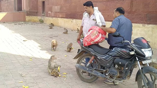 monkey video today | monkey help video | cute money video | animal monkey video eating video |pet monkey videos | best monkey video daily video