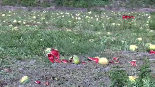 Aşırı sıcak karpuzun tadını kaçırdı; fiyatı 2 kat arttı