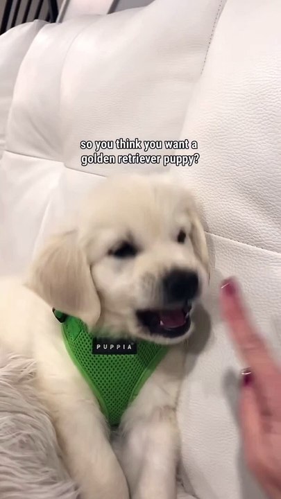 Dog Roaming