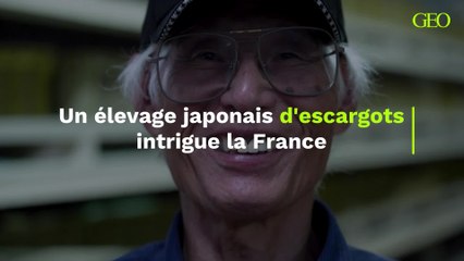 Un élevage japonais d'escargots intrigue la France