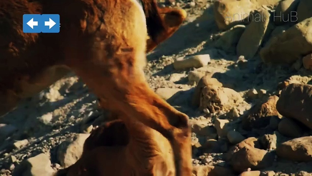 Desert 