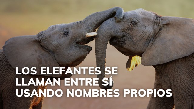 Los elefantes se llaman entre sí usando nombres propios