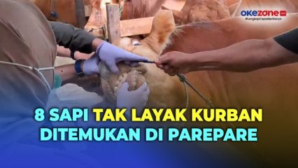 Jelang Iduladha, Delapan Sapi Tak Layak Kurban Ditemukan di Parepare