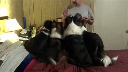 Ce chien arnaque les autres