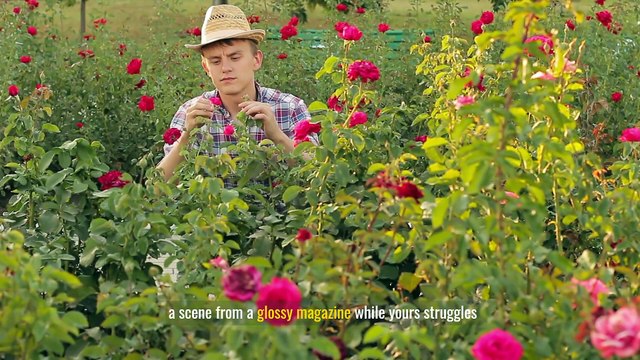 The Role of Fertilization in Maintaining a Healthy Garden: Essential Tips