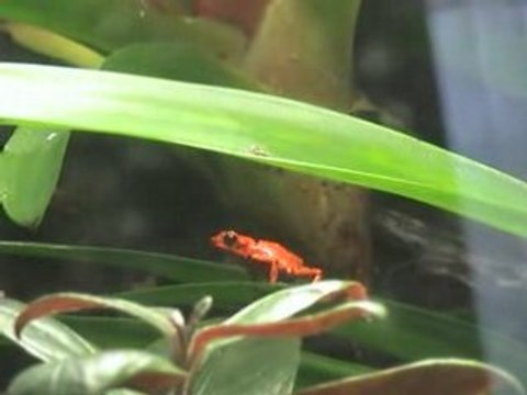 Mal vincentei en chants