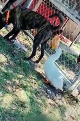 Funniest Cats and Dogs  _ Funny Animal Videos _9(480P)