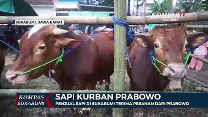 Lapak Penjualan Sapi Di Sukabumi Terima Pesanan Dari Prabowo