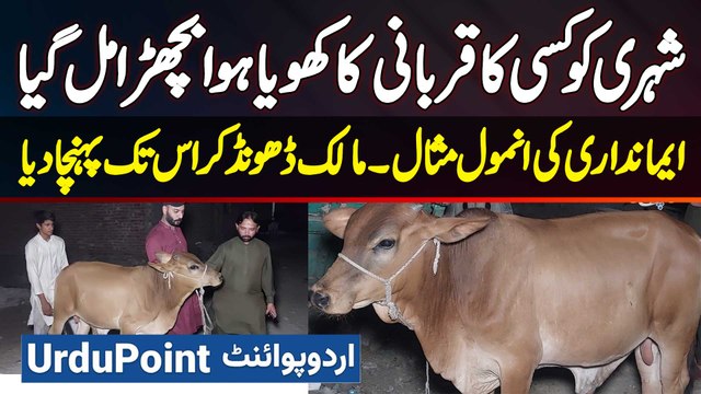 Shehri Ka Qurbani Ka Bachra Ghum Gaya - Naujawan Ne Facebook Ki Help Se Dhoond Kar Malik Tak Pahuncha Diya