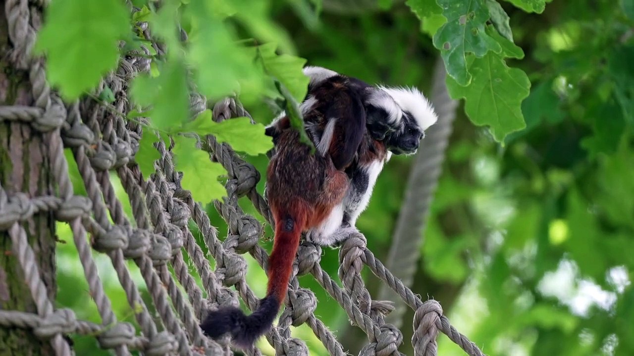 Super dad Maurice the Cotton-Top Tamarin Monkey knows he faces a busy Father’s Day as he looks after his latest twins at Yorkshire Wildlife Park