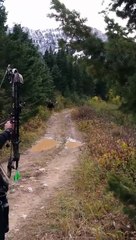 Montana Shiras 3 yards#follow #like#viral #Australia #support