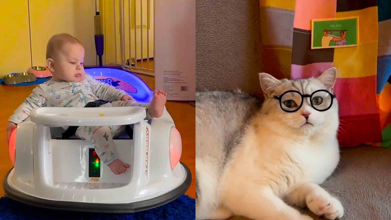 Laughter Guaranteed!  BEST Lighthearted Fails & Animal Antics Compilation