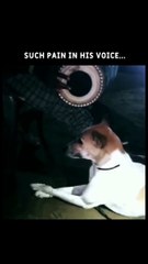 Ustaad doggy sahab #funnyvideo #singer #singing #dogs #funnyanimal